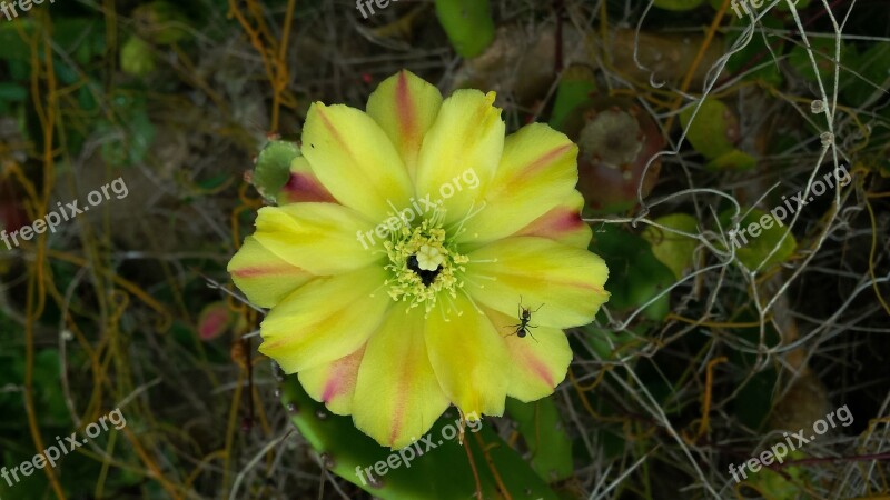 Flower Sandbank Cactus Nature Ant