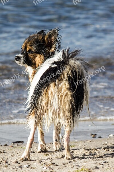 Hundepo Papillon Beach Water Sea