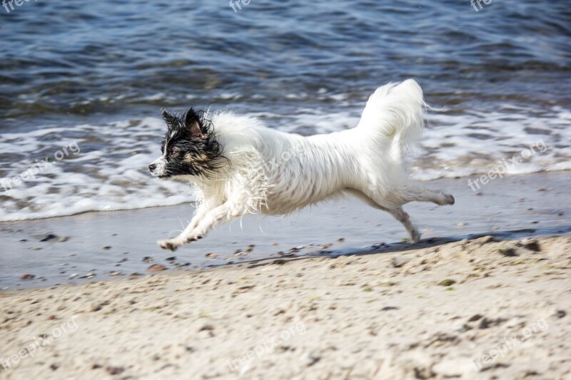 Running Dog Beach Papillon Pet Small Dog