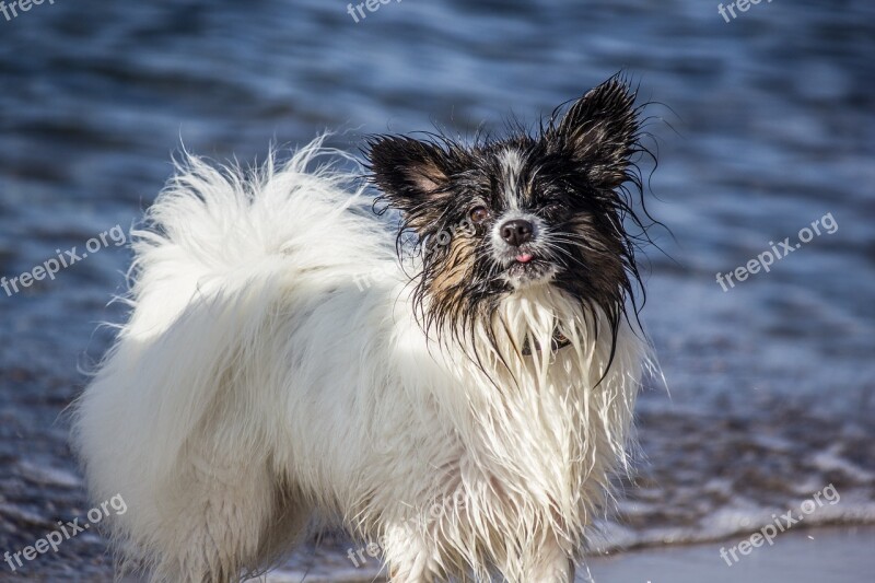 Sea Papillon Tongue Dog Free Photos