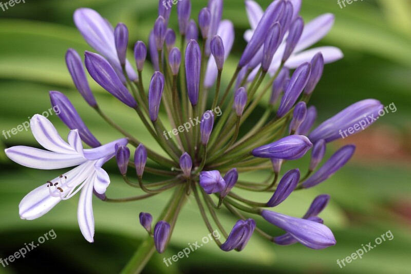 Agapanthus The Buds Blue Flowers Blue Flower Exotic