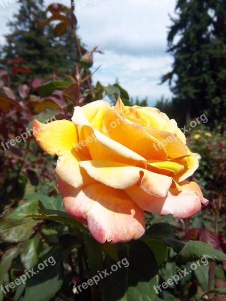 Rose Flower Portland Portland Rose Garden Garden