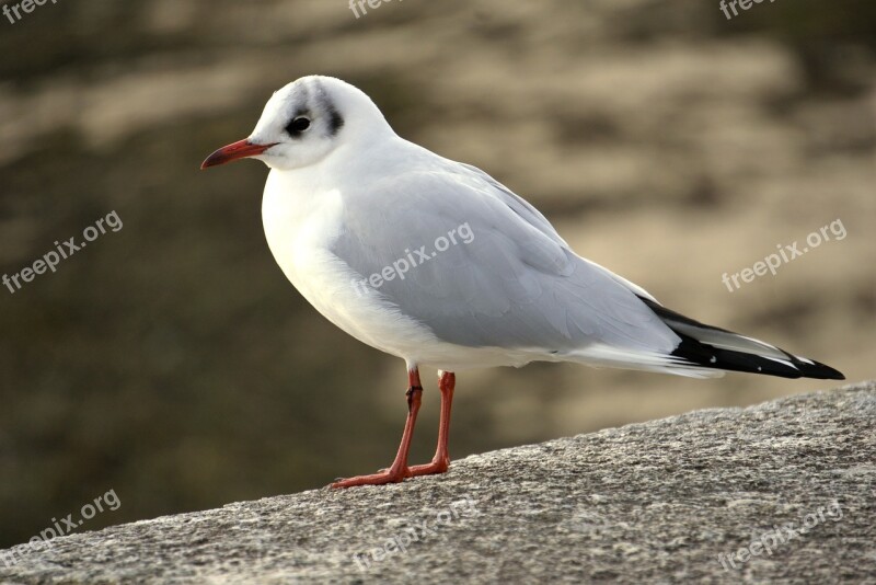 Seagull Black-headed Gull Bird Sea Animals