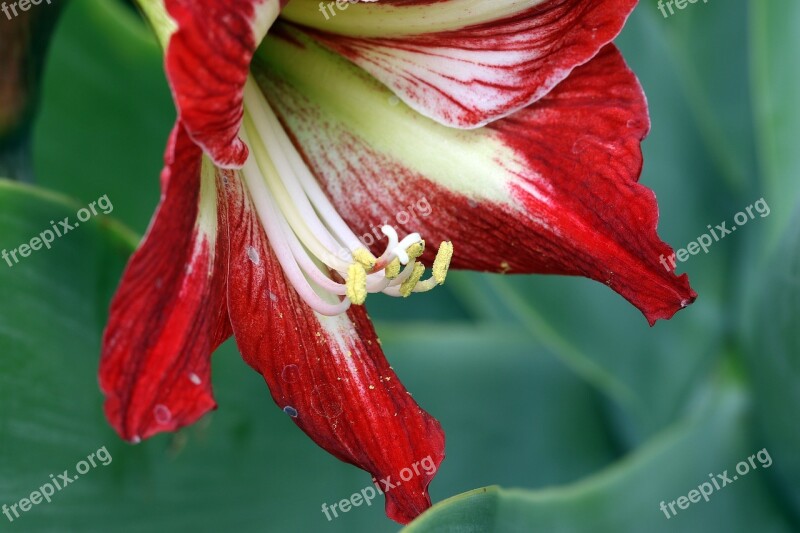 Amaryllis Lily A Flower Garden Stamens Bar