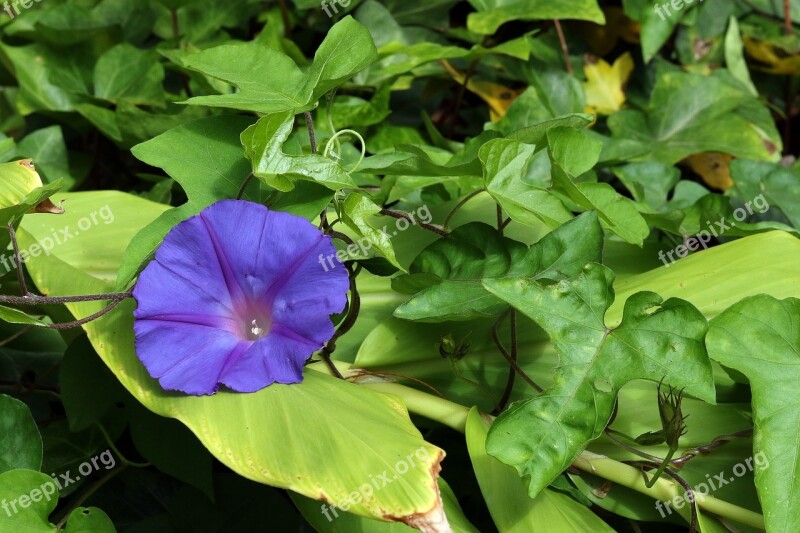 Bindweed Purple Flower Creeper Ivy Foliage