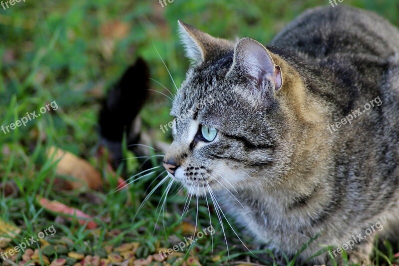 Animal Cat Eyes Cat Feline Domestic Animal