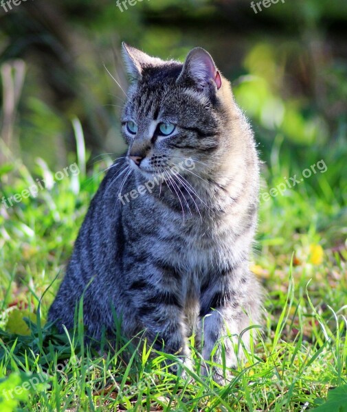 Garden Cat Feline Domestic Animal Green Grass