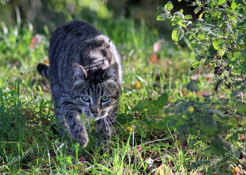 Cat Feline Domestic Animal Green Grass Outdoor