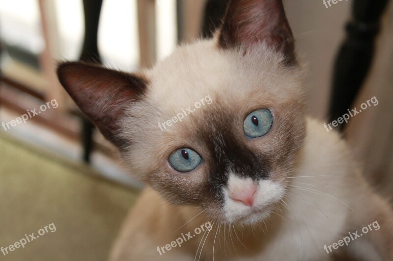 Kitten Siamese Cat Snow Boots Eyes Feline