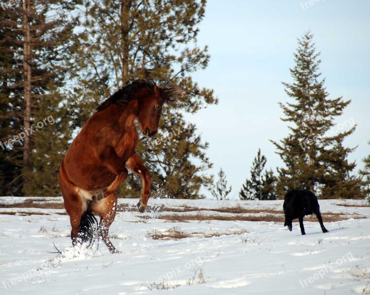 Horse Rearing Equine Strong Free Photos