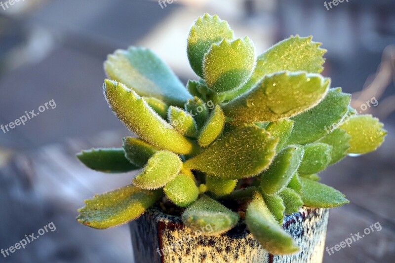 The Fleshy Plant Bear Boy Rare Juicy