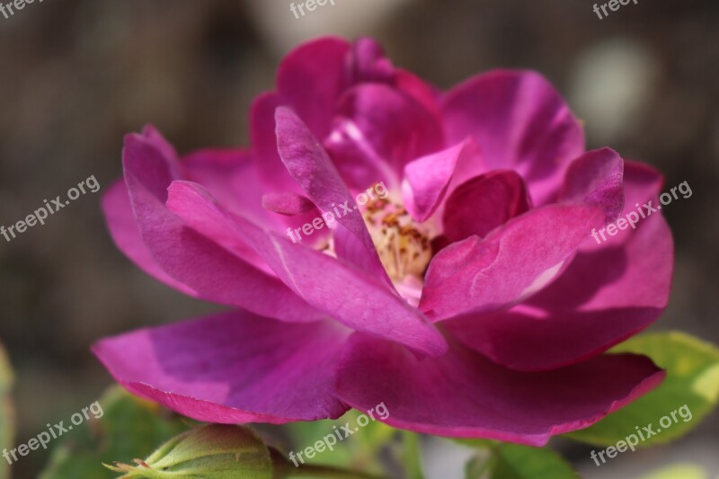 Purple Rose Summer Flower Rhapsody In Blue