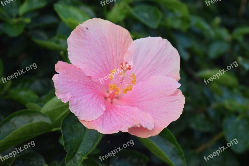 Flower Pink Pretty Natural Petals