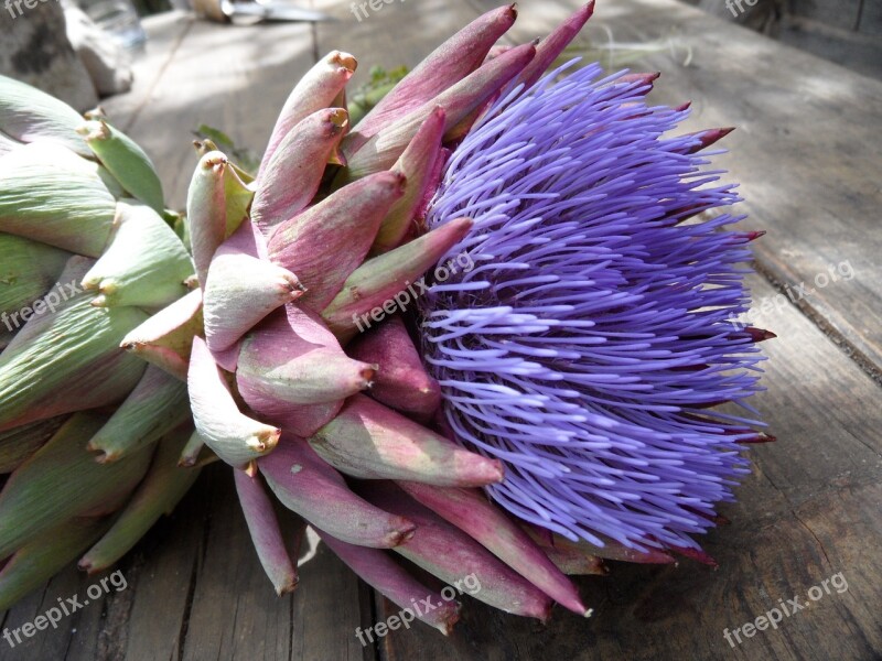 Artichoke Blossom Bloom Plant Violet