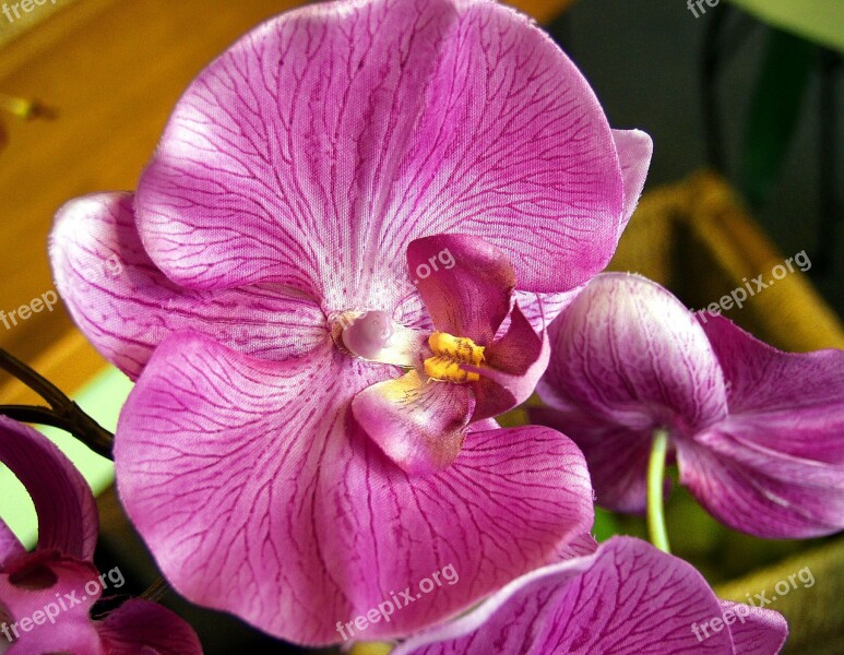 Flower Magenta Orchid Closeup Floral Nature