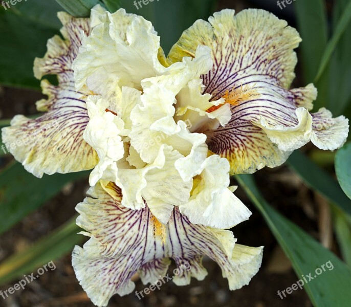 Iris Flower Cream Floral Blooming