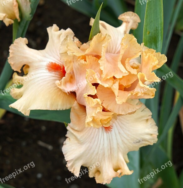 Iris Flower Bloom Floral Petal