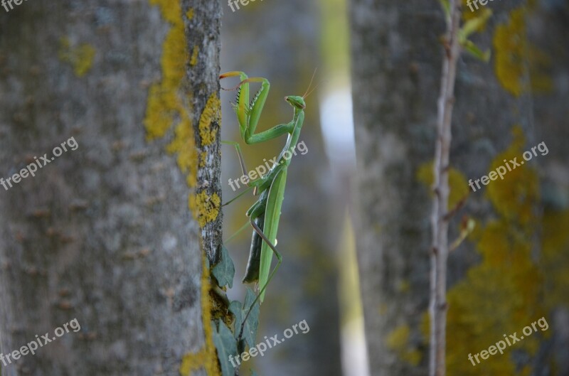 Praying Mantis Insect Green Macro Close Up