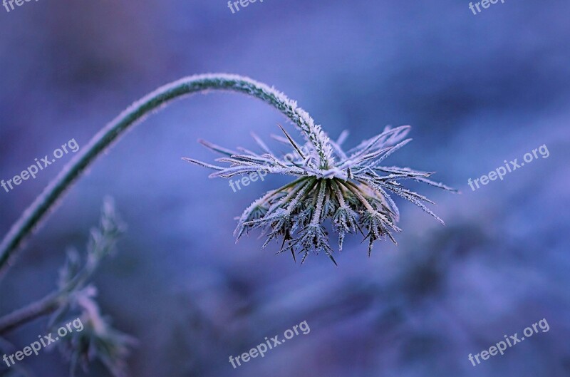 Frost Winters Flower Blue Nature