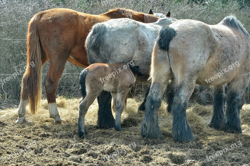 Horse Nature Animal Pasture Coupling