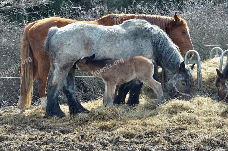 Horse Nature Animal Pasture Paddock