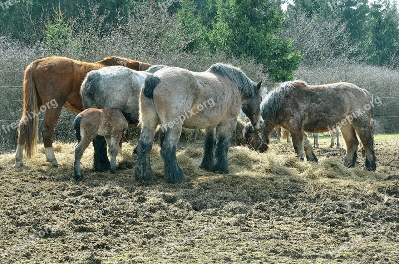 Horse Nature Animal Pasture Paddock