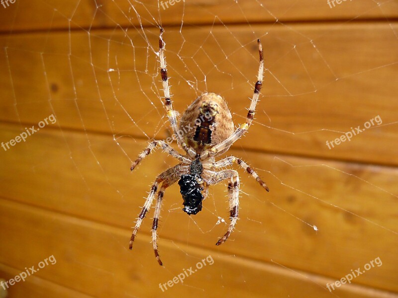 Spider Nature Insect Close Up Web