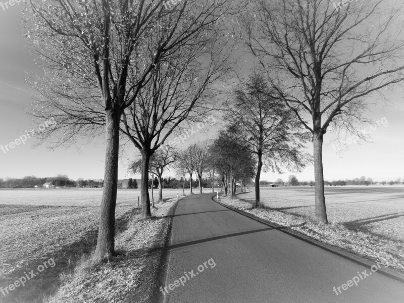 Road Trees Rural Tree Lined Avenue Autumn