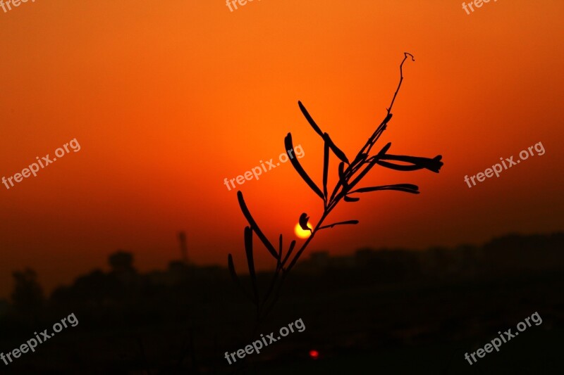 Silhouette Sunset Sun Plan Landscape