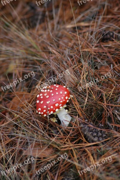 Amanita Mushroom Poison Red Hat White Spots