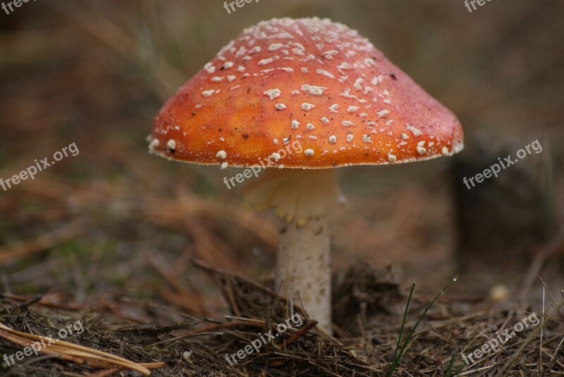 Amanita Mushroom Poison Red Hat White Spots