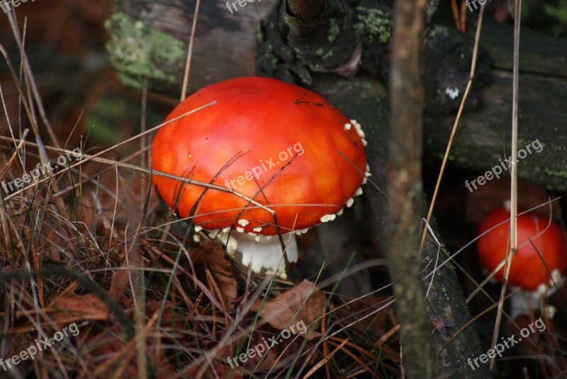 Amanita Mushroom Poison Red Hat White Spots