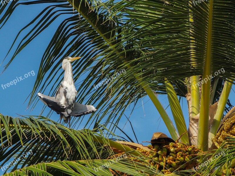 Grey Heron Bird Palm Sun Day