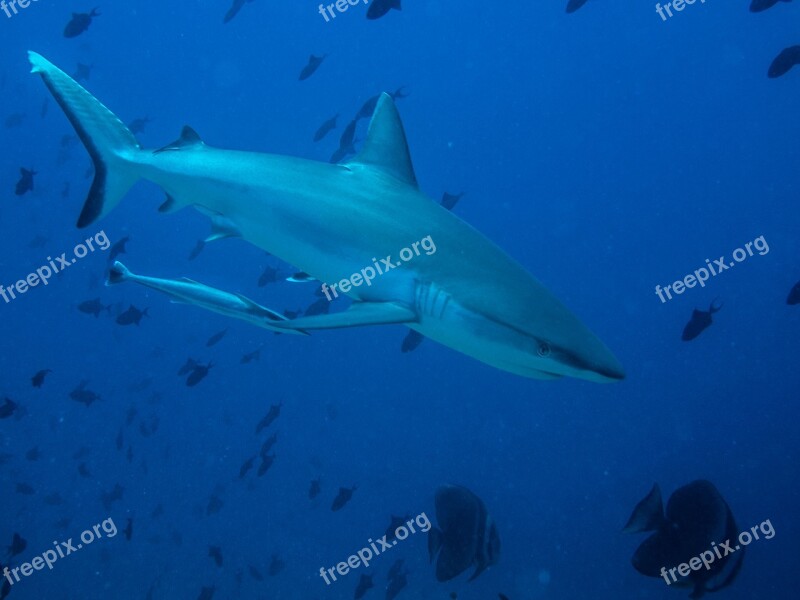 Hai Sea Diving Underwater Blue