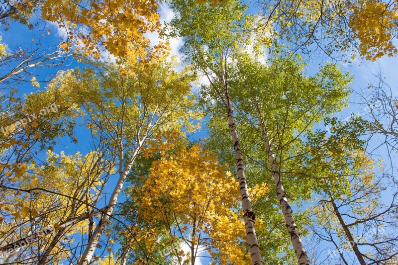 Autumn Nature Tree Forest Autumn Nature