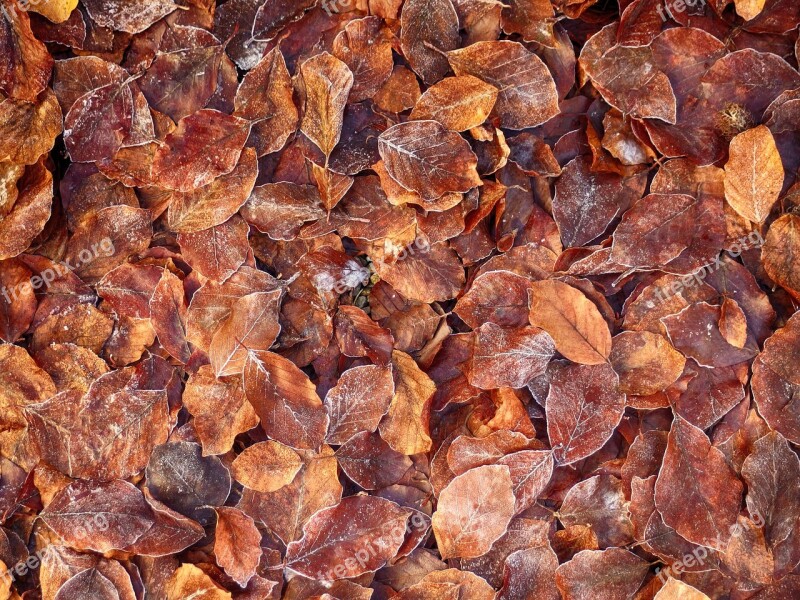 Leaves Autumn Winter Dried Leaves Leaf