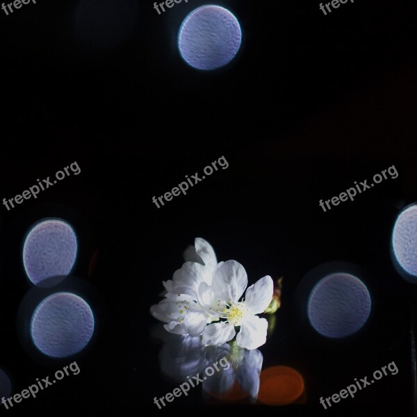 Christmas Bokeh Reflection Barborka Christmas Flower