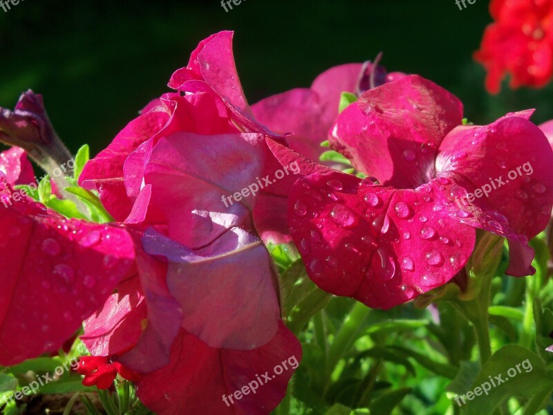 Petunia Flower Plant Close Up Balcony Plant