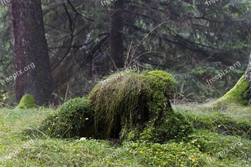 Nature Forest Resin Fairy Tale Forest Log