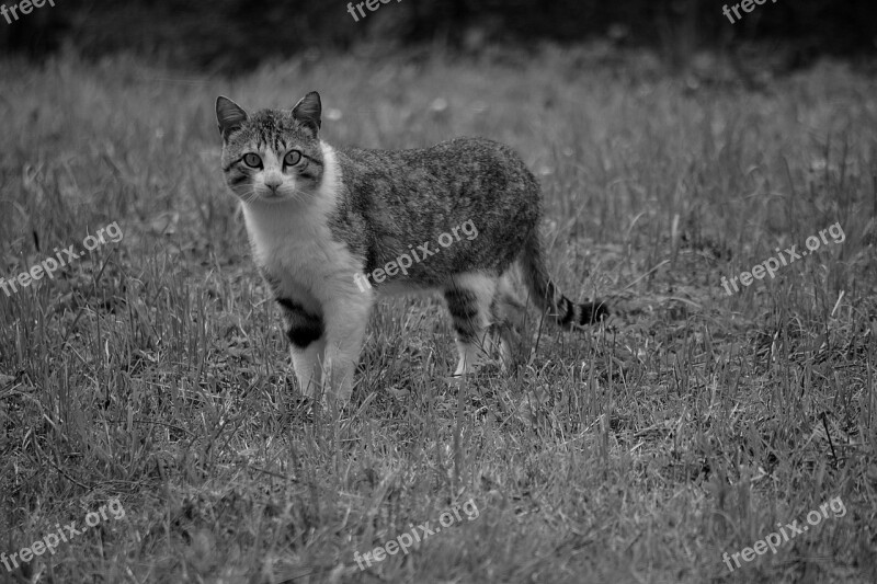 Cat Feline Animal Domestic Animal Cat Eyes