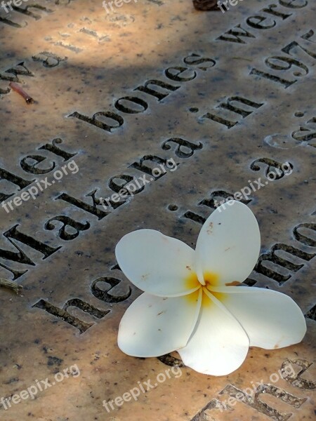 Plumeria Grave Maui Free Photos