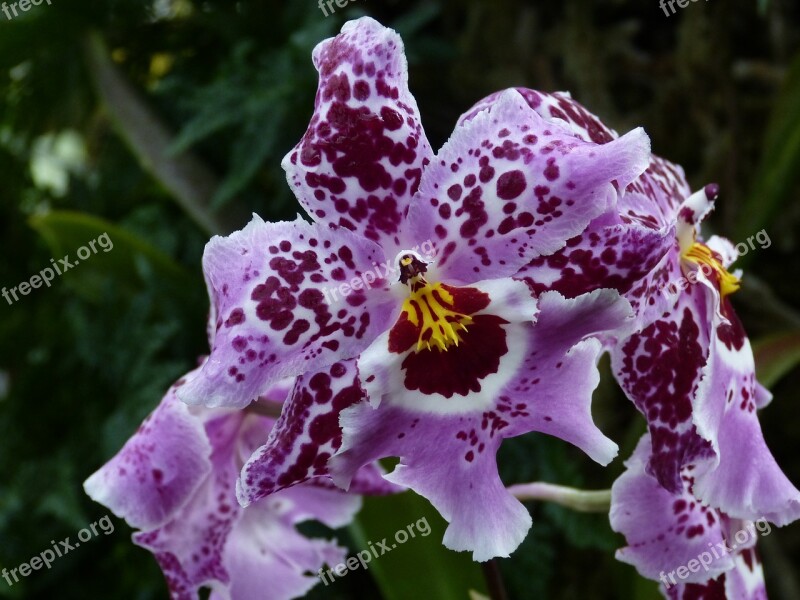 Orchid Flower Blossom Bloom Plant