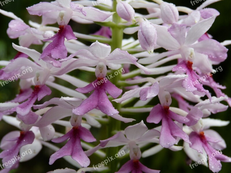 Orchid Flower Blossom Bloom Plant