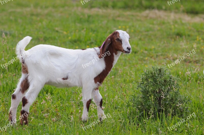 Goat Nature Kid Cub Farm