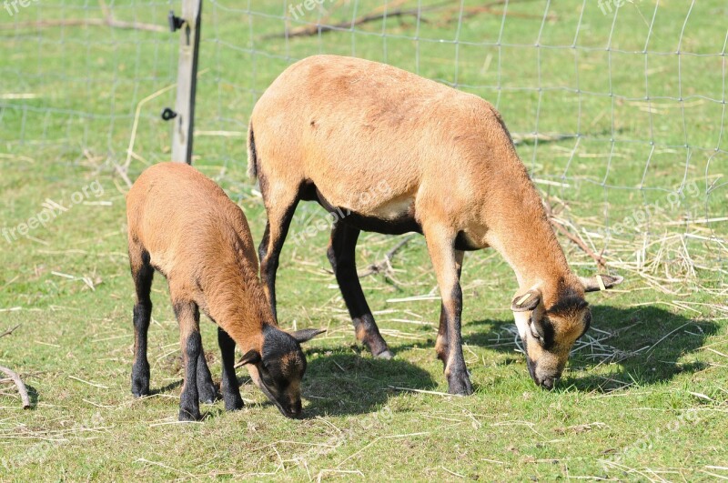 Sheep Cub Lamb Farm Herd