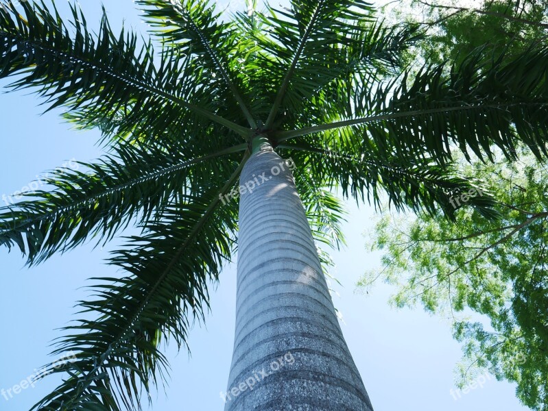 Tree Palm Tree Palm Tropical Nature