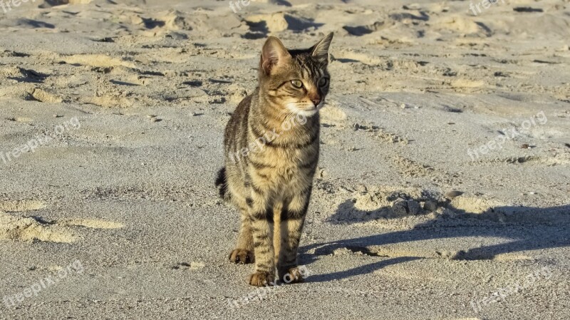 Cat Stray Beach Animal Cute