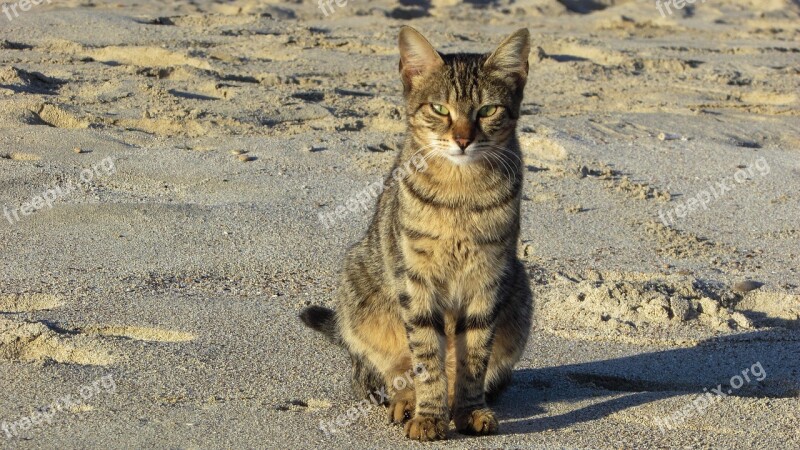 Cat Stray Beach Animal Cute