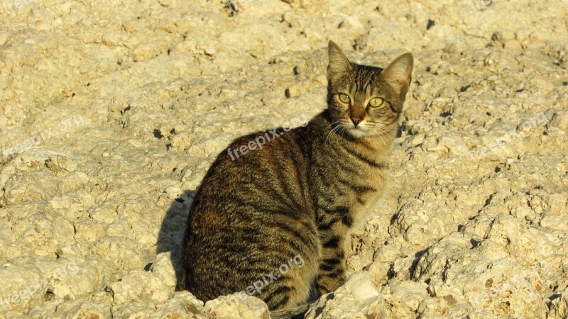 Cat Stray Beach Animal Cute