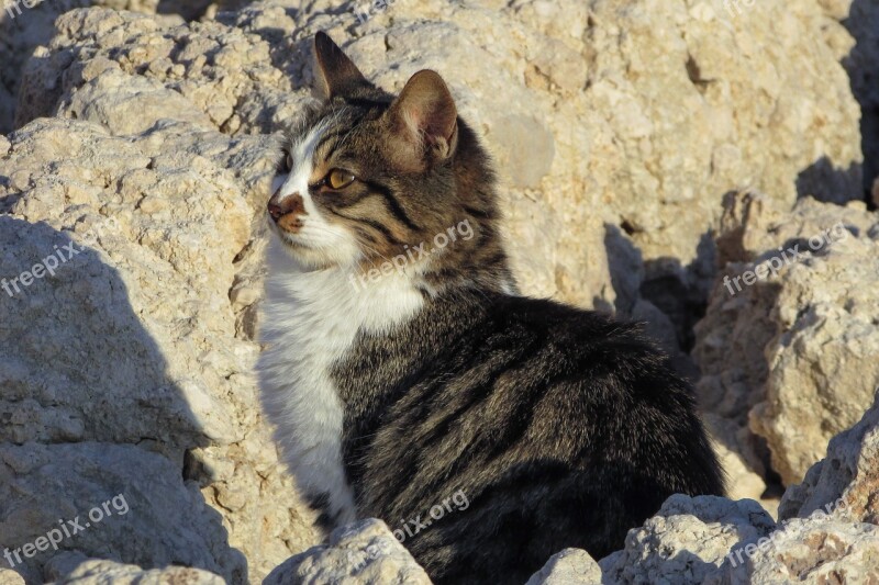 Cat Stray Beach Animal Cute